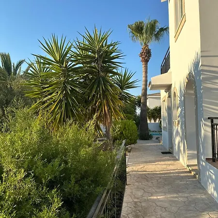 Chrysanthemum * Νέο Χωριό